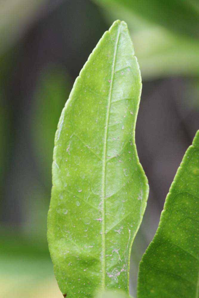              Margin (Riverside, CA)       